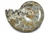Polished Ammonite (Phylloceras) Fossil - Madagascar #283511-1